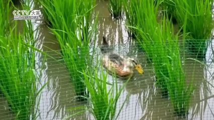 金龍魚(yú)活魚(yú)怎么養(yǎng)，金龍魚(yú)的飼養(yǎng)方法