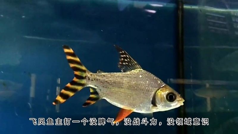 飛鳳魚可以和龍魚混養嗎圖片大全視頻