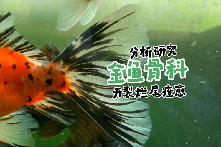 金龍魚翹尾怎么辦