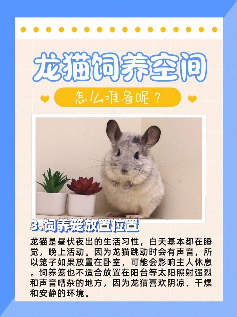 龍貓需要哪些玩具 龍貓需要哪些玩具 龍魚百科 第2張
