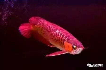 龍魚突然受驚：龍魚受驚可能由多種因素引起，