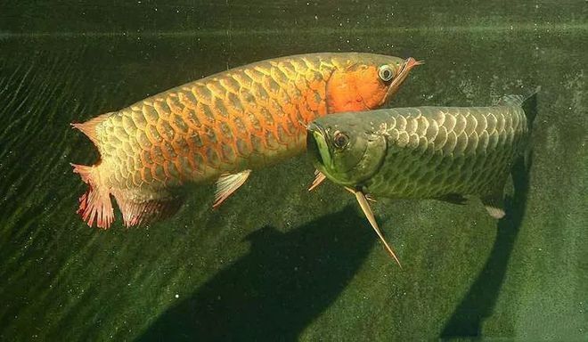 龍魚突然受驚：龍魚受驚可能由多種因素引起，