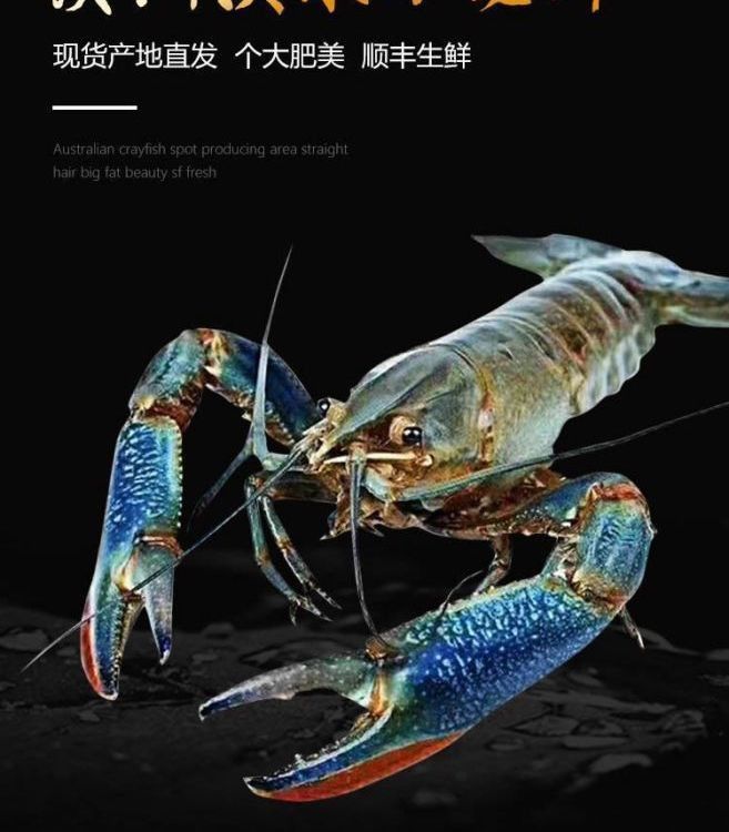 藍龍蝦的市場價格如何