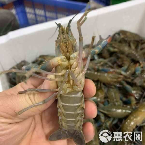 藍龍蝦的市場價格如何