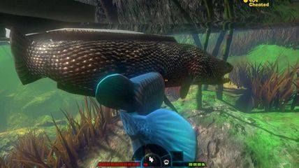 金龍魚和黑魚放在一起會怎么樣：金龍魚和黑魚放在一起會怎么樣，不適合與大多數觀賞魚混養