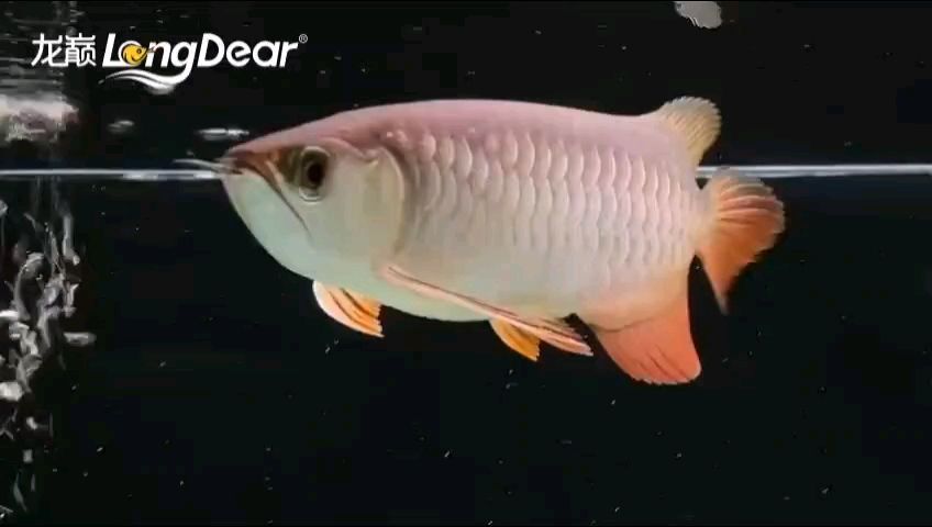 龍魚眼邊有白色物質怎么辦：龍魚眼邊出現白色物質怎么辦