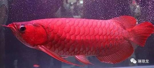 龍魚的功效和作用：龍魚對人體健康有益嗎？