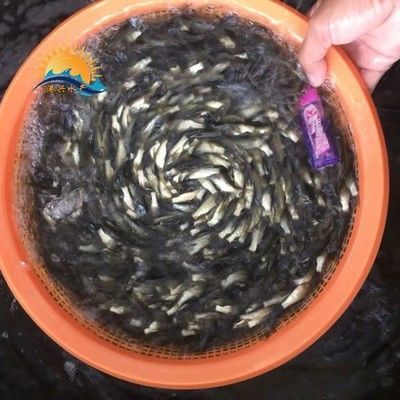 龍魚喂草魚苗怎么喂：龍魚喂草魚苗怎么喂草魚苗需要注意以下幾點 龍魚喂草魚苗怎么喂：龍魚喂草魚苗怎么喂草魚苗需要注意以下幾點 龍魚百科 第3張