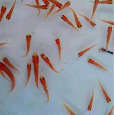龍魚喂草魚苗怎么喂：龍魚喂草魚苗怎么喂草魚苗需要注意以下幾點 龍魚喂草魚苗怎么喂：龍魚喂草魚苗怎么喂草魚苗需要注意以下幾點 龍魚百科 第2張