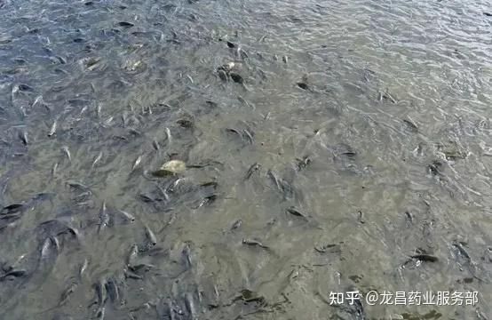 龍魚受傷后多久需要使用抗生素？