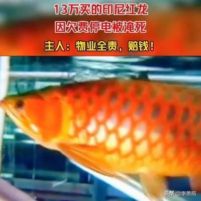 紅龍魚翻白了是什么?。杭t龍魚翻白了可能是由多種因素引起的，紅龍魚翻白了是什么病