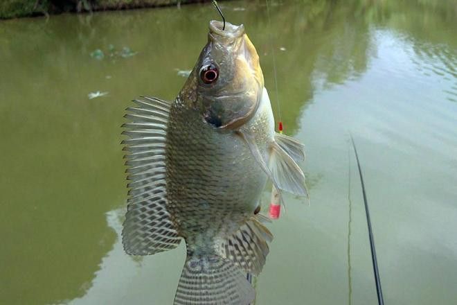金龍魚能放生到河里嗎