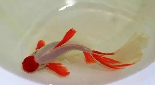 金龍魚最長壽命是多少年（金龍魚的最長壽命可以達(dá)到多久？）