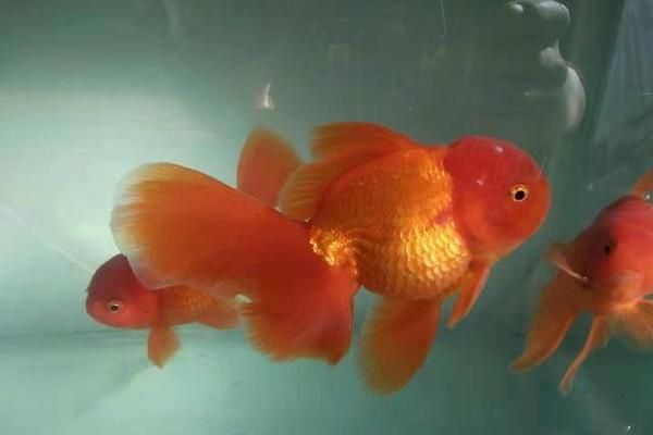 金龍魚最長壽命是多少年（金龍魚的最長壽命可以達(dá)到多久？）