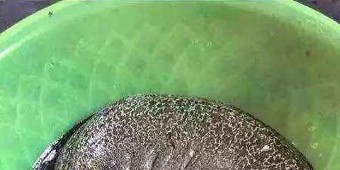 黃鱔能喂龍魚嗎？：黃鱔可以作為龍魚的飼料嗎？