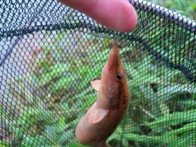 黃鱔能喂龍魚嗎？：黃鱔可以作為龍魚的飼料嗎？
