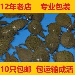 龍魚活體餌料怎么消毒：龍魚活體餌料怎么消毒龍魚活體餌料消毒處理方法