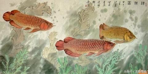 一條龍魚配幾條魚：一條龍魚可以配一到兩條飛鳳魚、三條鸚鵡魚或一條虎魚