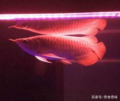 紅龍魚小魚如何挑選品種 紅龍魚小魚如何挑選品種 龍魚百科 第4張