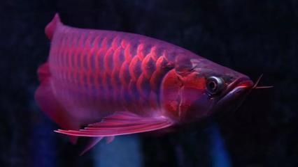 紅龍魚小魚如何挑選品種 紅龍魚小魚如何挑選品種 龍魚百科 第7張