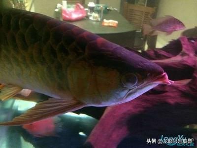 龍魚吧魟魚的刺吃了：寵物龍魚誤食了魟魚刺怎么辦