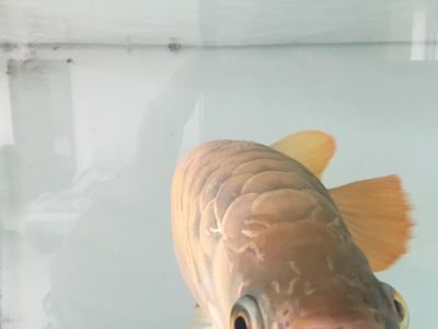 龍魚吧魟魚的刺吃了：寵物龍魚誤食了魟魚刺怎么辦