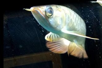 龍魚吧魟魚的刺吃了：寵物龍魚誤食了魟魚刺怎么辦