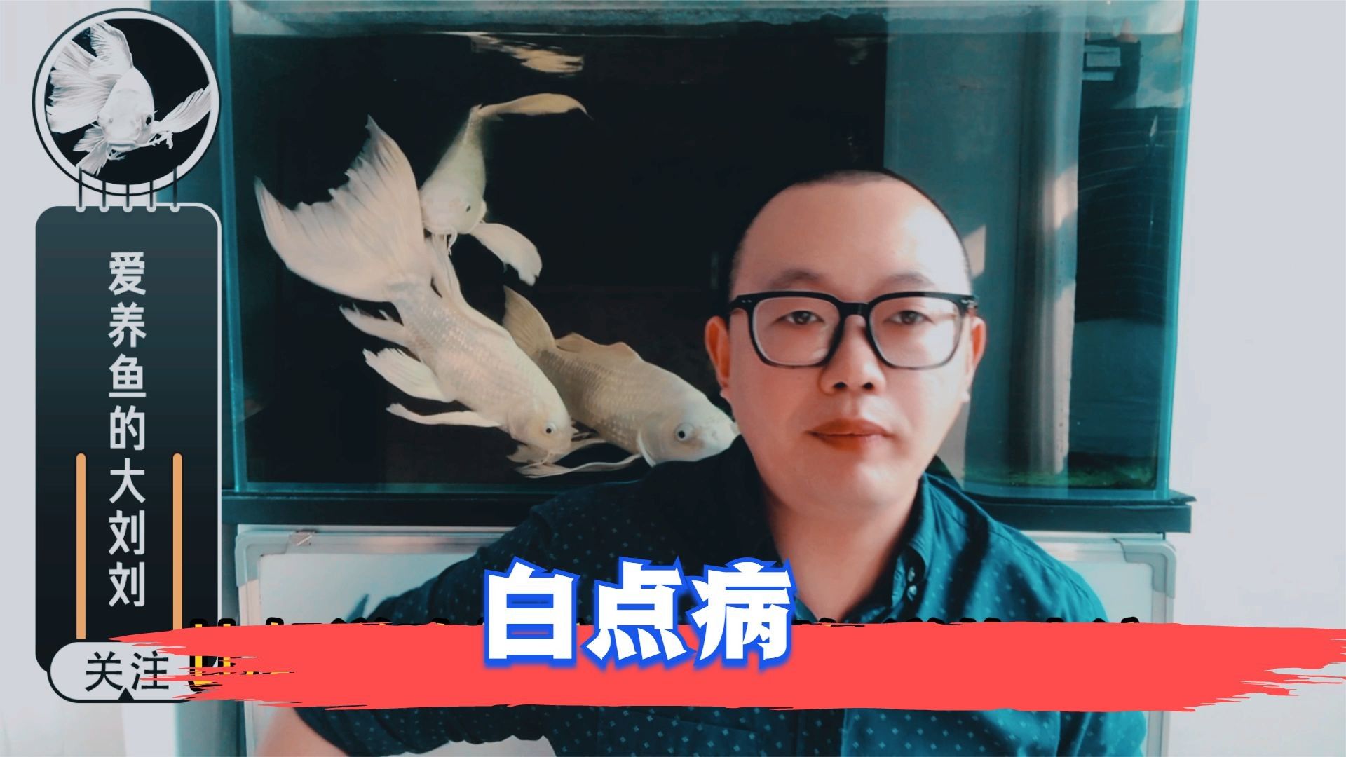 紅龍魚身上有白點怎么辦