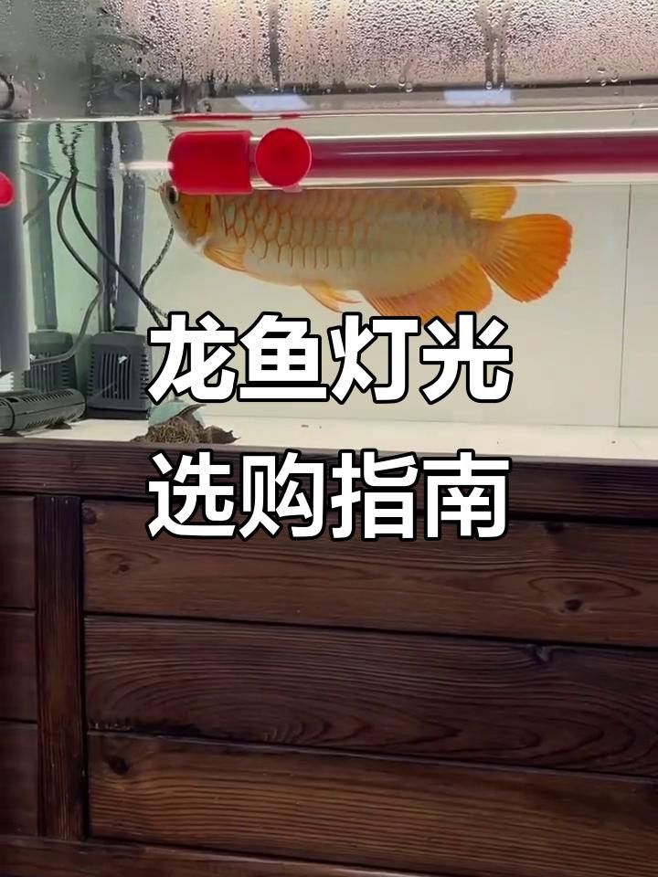 如何選擇適合龍魚的燈？