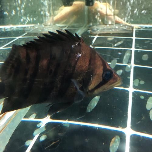 龍魚虎魚打架會打死嗎圖片 龍魚虎魚打架會打死嗎圖片 龍魚百科 第1張