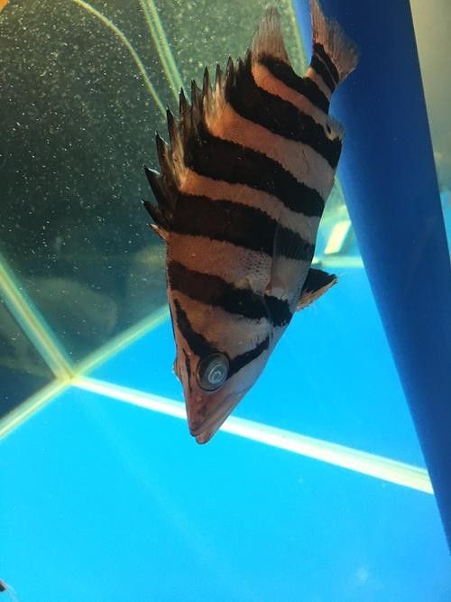 龍魚虎魚打架會打死嗎圖片 龍魚虎魚打架會打死嗎圖片 龍魚百科 第2張
