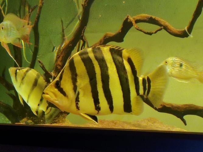 龍魚虎魚打架會打死嗎圖片 龍魚虎魚打架會打死嗎圖片 龍魚百科 第16張