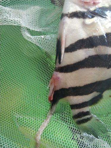 龍魚虎魚打架會打死嗎圖片 龍魚虎魚打架會打死嗎圖片 龍魚百科 第13張