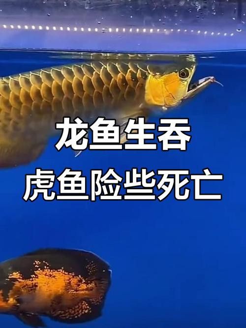 龍魚虎魚打架會打死嗎圖片 龍魚虎魚打架會打死嗎圖片 龍魚百科 第6張