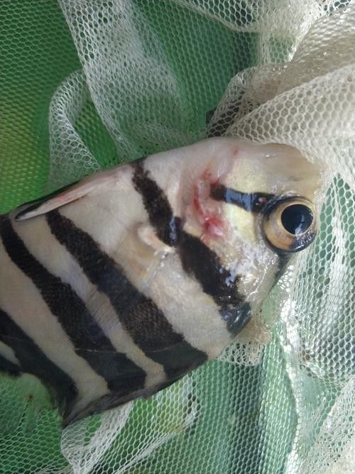 龍魚虎魚打架會打死嗎圖片 龍魚虎魚打架會打死嗎圖片 龍魚百科 第17張