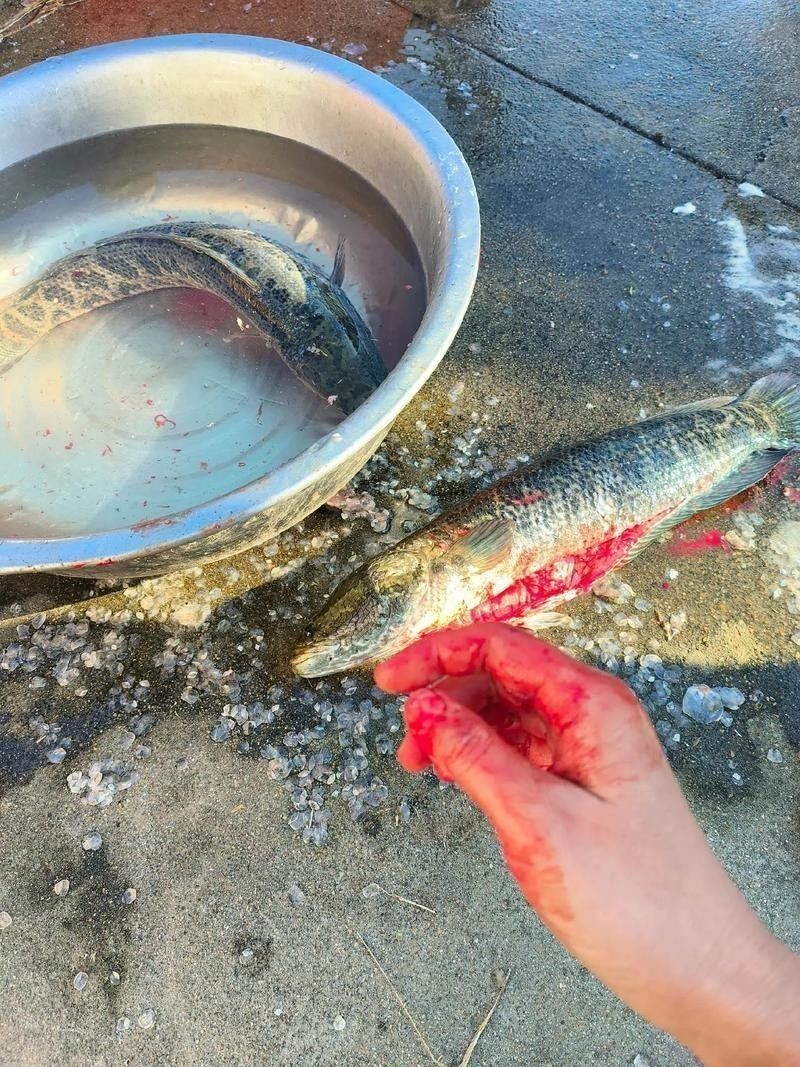 龍魚虎魚打架會打死嗎圖片 龍魚虎魚打架會打死嗎圖片 龍魚百科 第10張