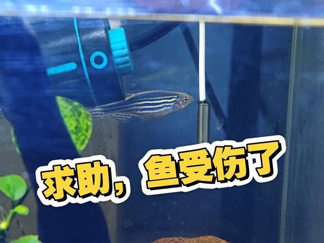 龍魚虎魚打架會打死嗎圖片 龍魚虎魚打架會打死嗎圖片 龍魚百科 第7張