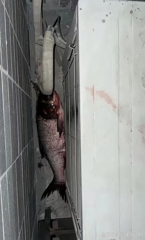 龍魚虎魚打架會打死嗎圖片 龍魚虎魚打架會打死嗎圖片 龍魚百科 第18張