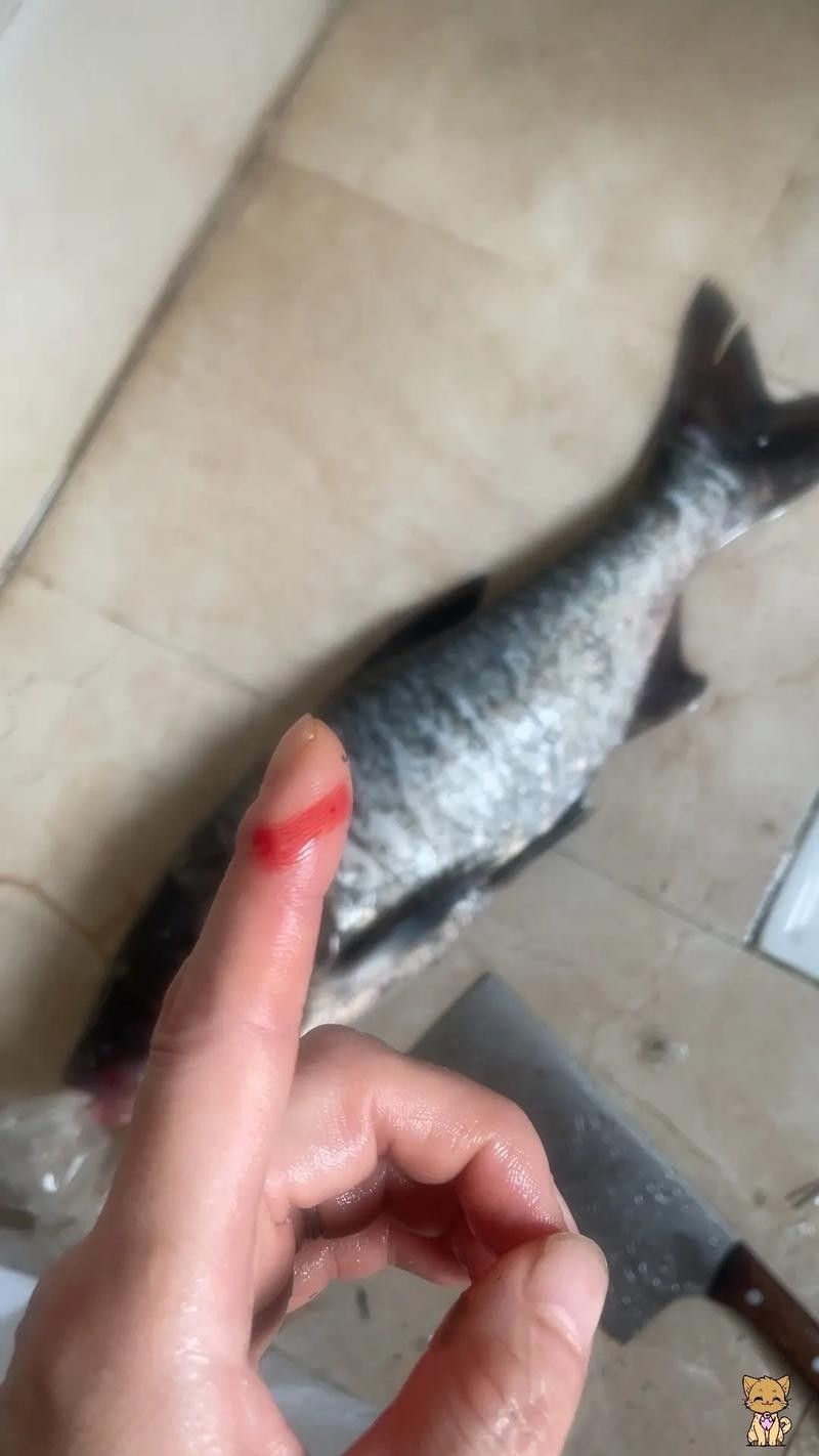 龍魚虎魚打架會打死嗎圖片 龍魚虎魚打架會打死嗎圖片 龍魚百科 第11張