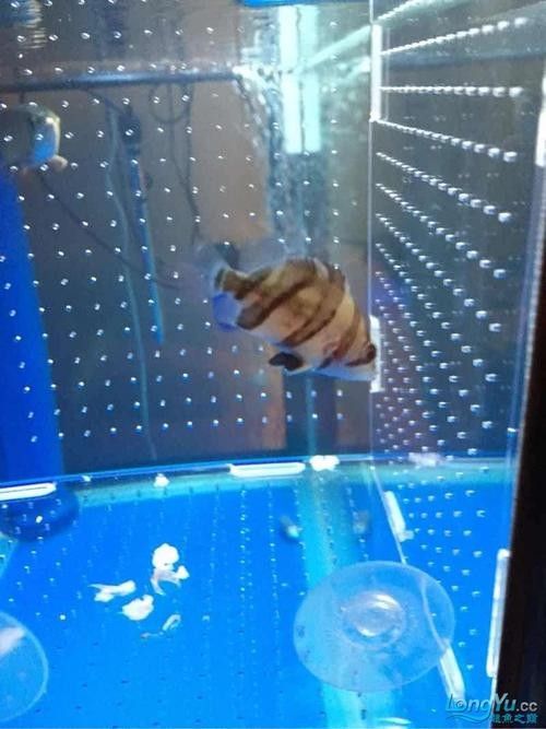 龍魚虎魚打架會打死嗎圖片 龍魚虎魚打架會打死嗎圖片 龍魚百科 第24張