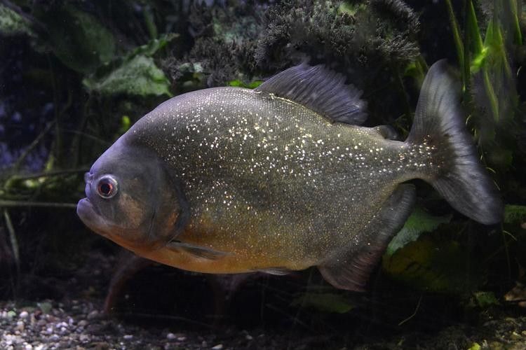 龍魚虎魚打架會打死嗎圖片 龍魚虎魚打架會打死嗎圖片 龍魚百科 第21張