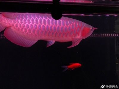 紅龍魚翻身了怎么辦：紅龍魚翻身了怎么辦紅龍魚翻身的方法和注意事項