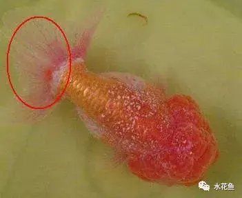 魚身上白色條狀寄生蟲