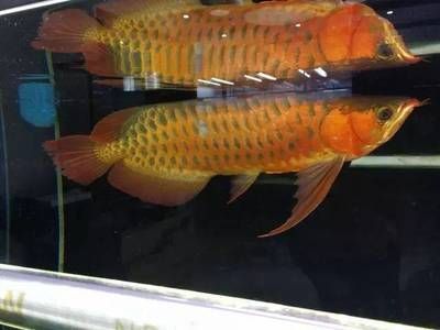 龍魚寬身是養(yǎng)出來的嗎：你可以養(yǎng)出體型寬的龍魚，龍魚寬身是養(yǎng)出來的嗎？