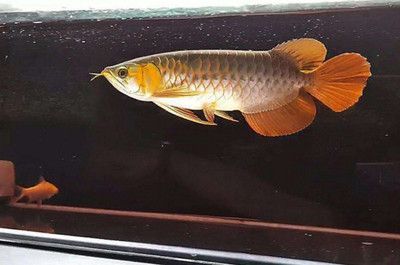 龍魚不吃東西趴缸【龍魚不吃東西和趴缸的原因】