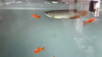 龍魚不吃東西趴缸【龍魚不吃東<strong><mark>西和</mark></strong>趴缸的原因】