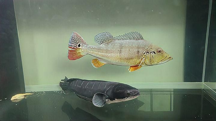 帝王三間魚和龍魚哪個更適合新手