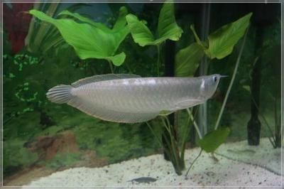 金龍魚一般多大，金龍魚的體長一般在50-60厘米之間