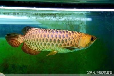 龍魚魚苗價格多少：龍魚魚苗價格因地區、品種、購買時間等因素有所不同