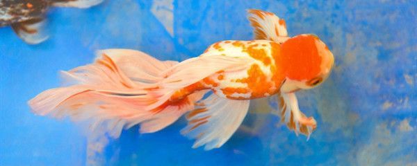 頂級龍魚鎖屏壁紙高清下載（頂級龍魚壁紙下載）